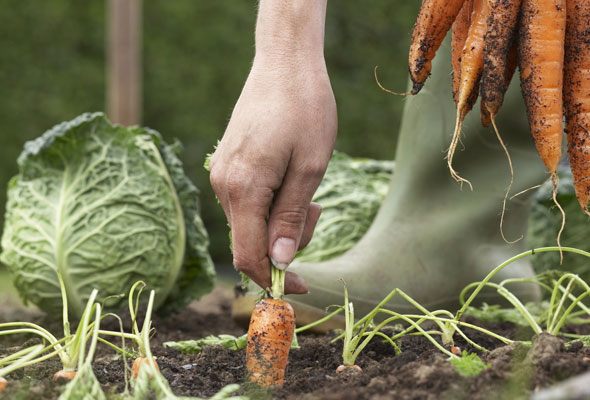 Organic gardening tips for beginners.